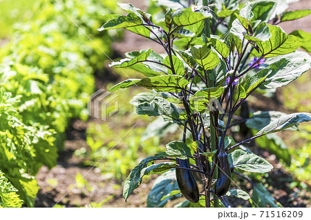 収穫時期のナス苗の写真素材 収穫時期のナス苗の写真素材
