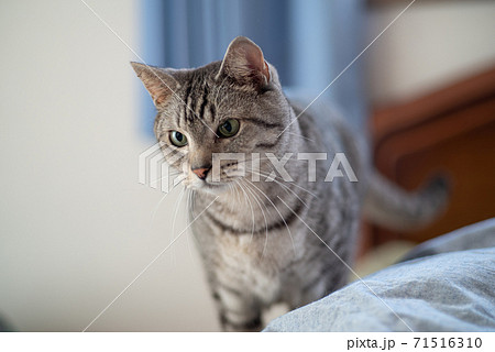見つめる猫 サバトラ猫 見つめる猫 サバトラ猫 71516310