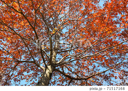 イングリッシュオークの紅葉 イングリッシュオークの紅葉 71517168
