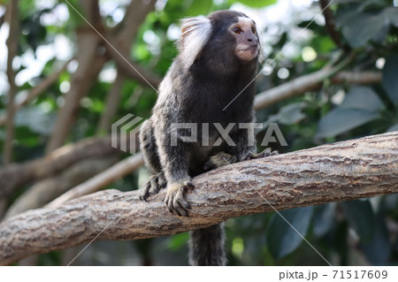 神戸どうぶつ王国で撮影(コモンマーモセット) 神戸どうぶつ王国で撮影(コモンマーモセット) 71517609