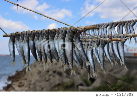 イワシの干物 イワシの干物 71517908