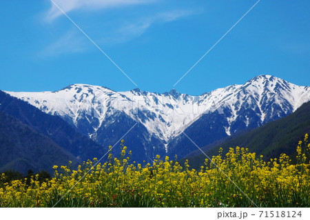 残雪の宝剣岳と菜の花 残雪の宝剣岳と菜の花 71518124