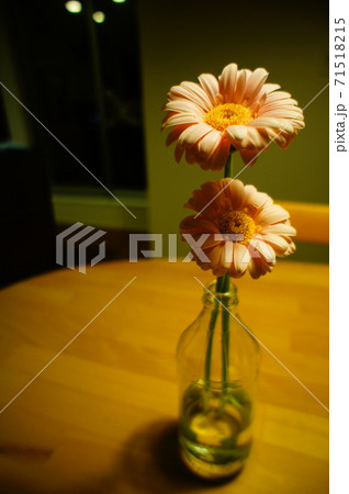 ピンクのガーベラ二本 ピンクのガーベラ二本 71518215