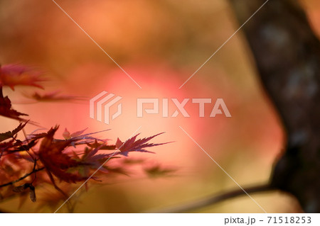 紅葉 紅葉 71518253