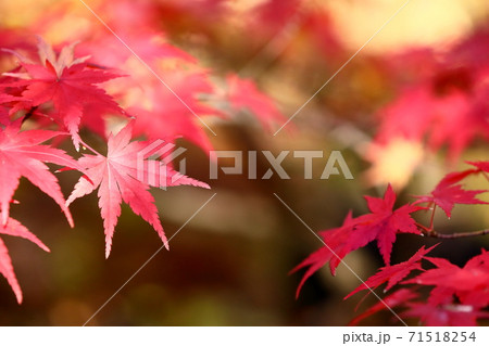紅葉 71518254