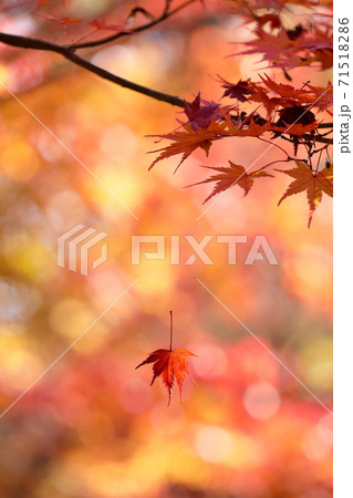 紅葉 71518286