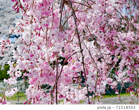 流護因神社　春　枝垂れ桜 71518503