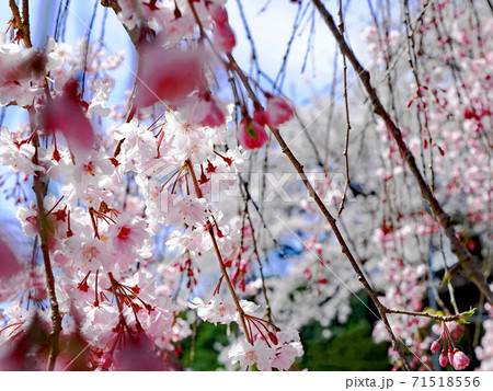 流護因神社　春　枝垂れ桜 71518556