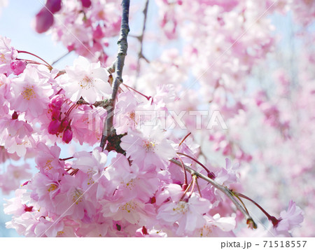 流護因神社　春　枝垂れ桜 71518557