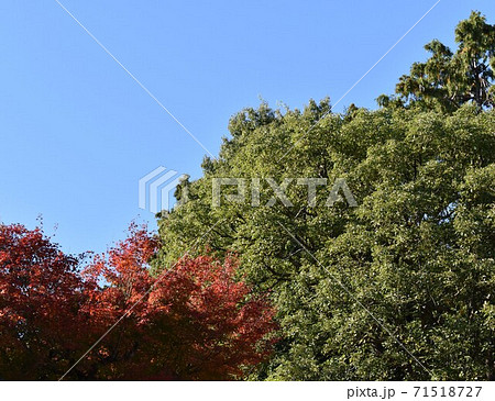 紅葉したもみじと常緑樹の競演の写真素材