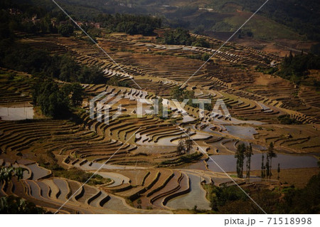 雲南省・元陽 多依樹エリア 紅河ハニ族棚田 71518998