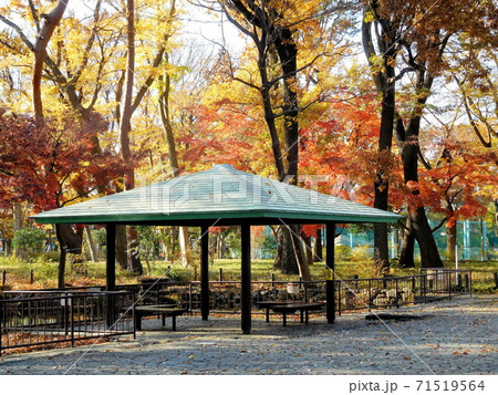 秋　紅葉　塚山公園　下高井戸 71519564