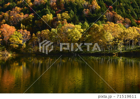 長野県　志賀高原の紅葉　 71519611