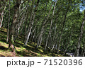 夏の白樺林 71520396