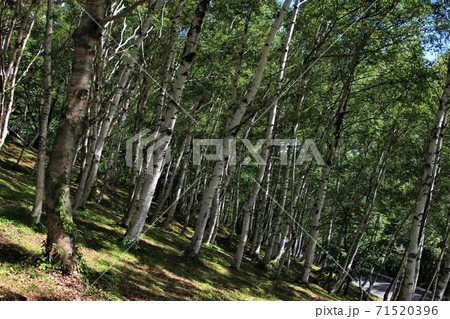 夏の白樺林 71520396