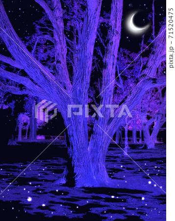 輝く月と星と夜空に浮かび上がる木のシルエット 輝く月と星と夜空に浮かび上がる木のシルエット 71520475