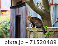 直島の猫 71520489