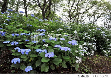 狭山市智光山植物園、薄曇りの弱い光に梅雨時の紫のガクアジサイ、白のガクアジサイが咲く 71520576