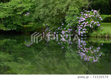 狭山市智光山植物園、公園の池のほとりで、たわわに紫のアジサイが満開となる 狭山市智光山植物園、公園の池のほとりで、たわわに紫のアジサイが満開となる 71520579
