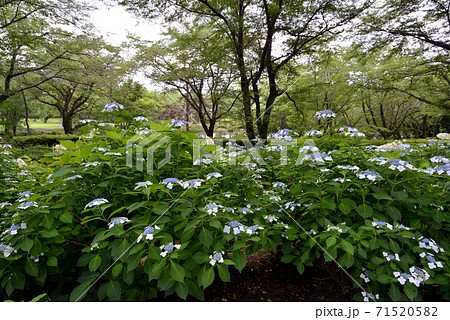 狭山市智光山植物園、木陰に咲く白と紫のガクアジサイの群生 狭山市智光山植物園、木陰に咲く白と紫のガクアジサイの群生 71520582