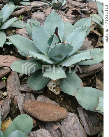 露地植えのアガベ雷神 露地植えのアガベ雷神 71521113