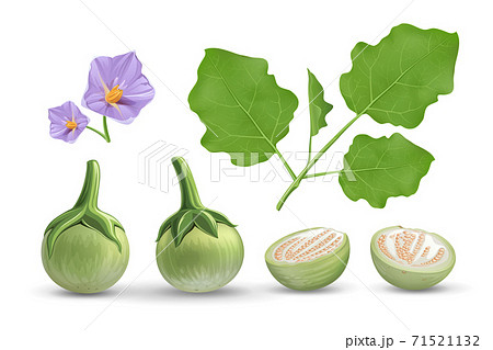 Eggplant vector, leave and purple flower, eggplant cut half realistic design collection isolated Eggplant vector, leave and purple flower, eggplant cut half realistic design collection isolated 71521132