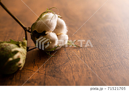 コットン　ワタの実 71521705