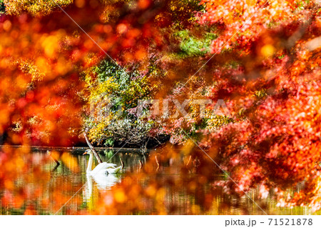 (山梨県)伊奈ヶ湖の紅葉 湖面に映る秋 白鳥 (山梨県)伊奈ヶ湖の紅葉 湖面に映る秋 白鳥 71521878