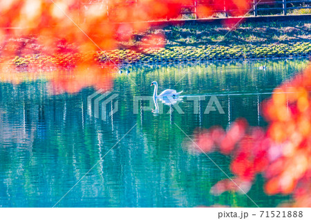 (山梨県)伊奈ヶ湖の紅葉 湖面に映る秋 白鳥 (山梨県)伊奈ヶ湖の紅葉 湖面に映る秋 白鳥 71521888