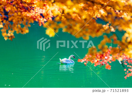 (山梨県)伊奈ヶ湖の紅葉 湖面に映る秋 白鳥 (山梨県)伊奈ヶ湖の紅葉 湖面に映る秋 白鳥 71521893