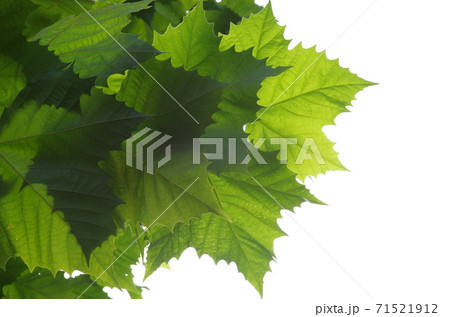 日に透けるプラタナスの葉の写真素材