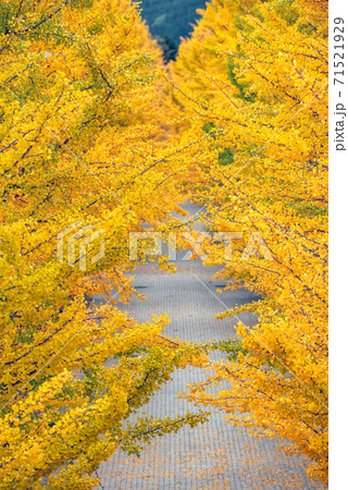 Ginkgo tree in autumn at Azuma sport park Fukushima Japan 71521929