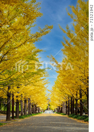 Ginkgo tree road in autumn at Azuma sport park Fukushima Japan 71521942
