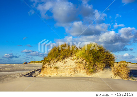 Landscape in the dunes on the North Sea island Amrum, Germany 71522118
