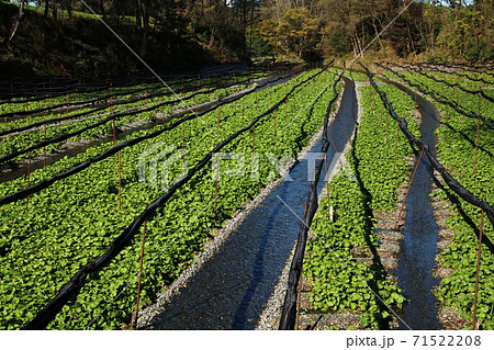 安曇野の大王わさび農場 71522208