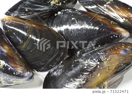 ムール貝 71522471