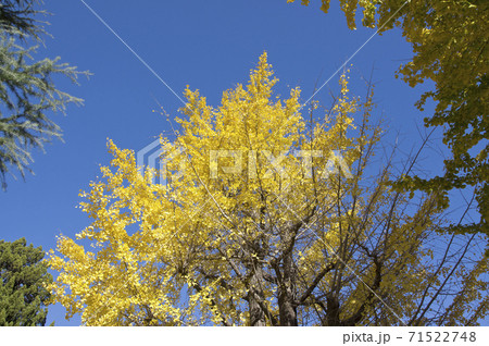 イチョウの紅葉 71522748