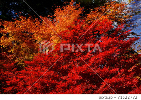 赤城山 紅葉 赤城山 紅葉 71522772