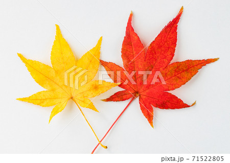 二枚の紅葉/もみじ/赤色/黄色 二枚の紅葉/もみじ/赤色/黄色 71522805