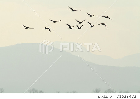 渡り鳥 里山の春 ガン 雁 渡り鳥 里山の春 ガン 雁 71523472