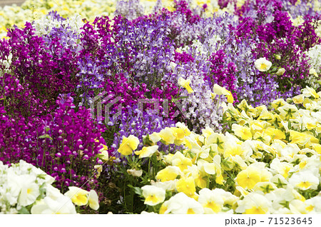公園の色とりどりのリナリアの花が満開できれいです の写真素材