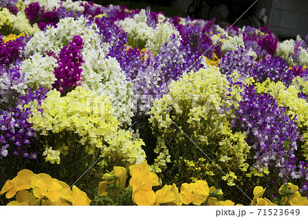 公園の色とりどりのリナリアの花が満開できれいです の写真素材