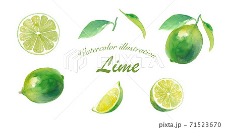 A Set Of Various Lime Watercolor Illustrations Stock Illustration