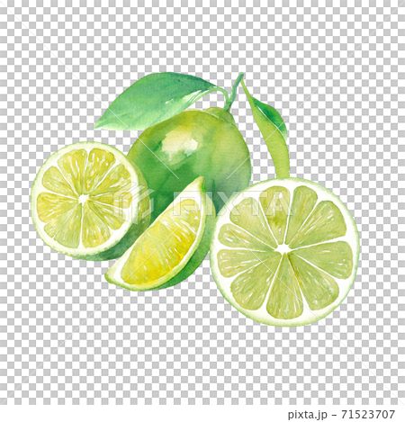 Watercolor illustration of fresh lime. 4-piece set. Watercolor illustration of fresh lime. 4-piece set. 71523707