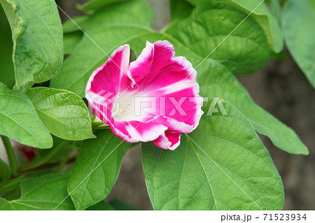 アサガオ アサガオ 71523934