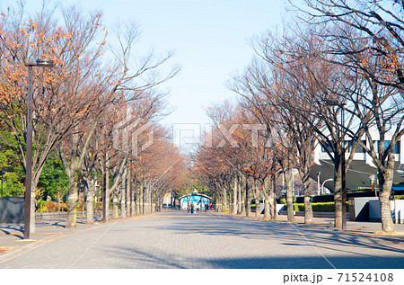 秋の代々木公園入り口 秋の代々木公園入り口 71524108