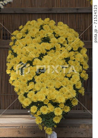 菊の花 新潟 弥彦神社 菊の花 新潟 弥彦神社 71524525