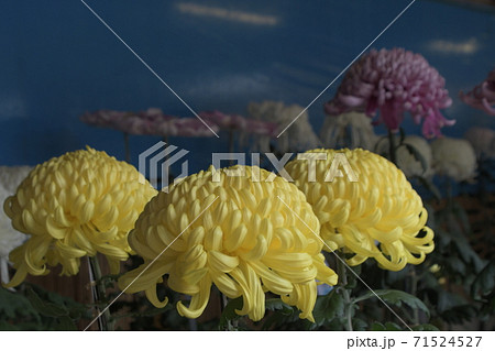 菊の花 新潟 弥彦神社 菊の花 新潟 弥彦神社 71524527
