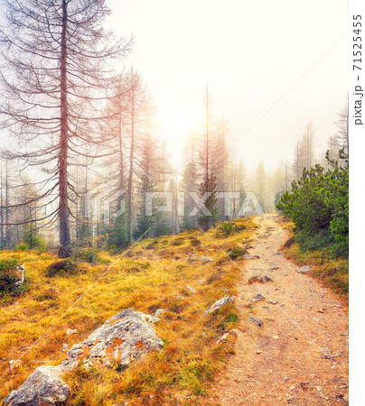Autumn foggy landscape with pinetrees and larches in mountains Autumn foggy landscape with pinetrees and larches in mountains 71525455