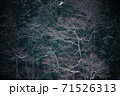雪が降る冬の枯れ木 71526313